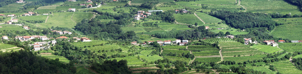 Il Collio Sloveno